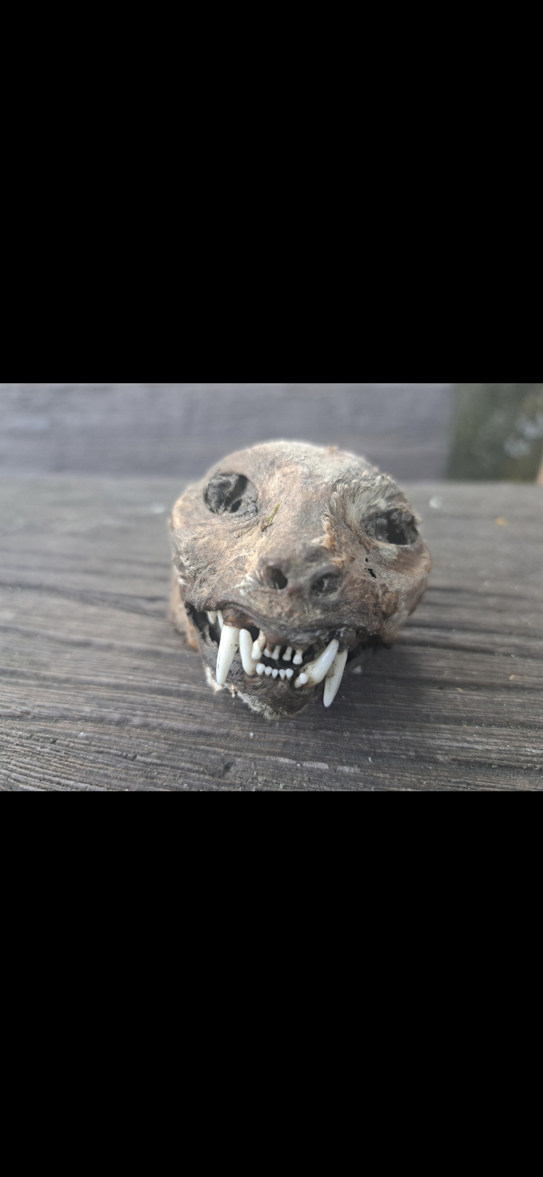 Deratizacia-Bratislava-Kuny na povalách v zime